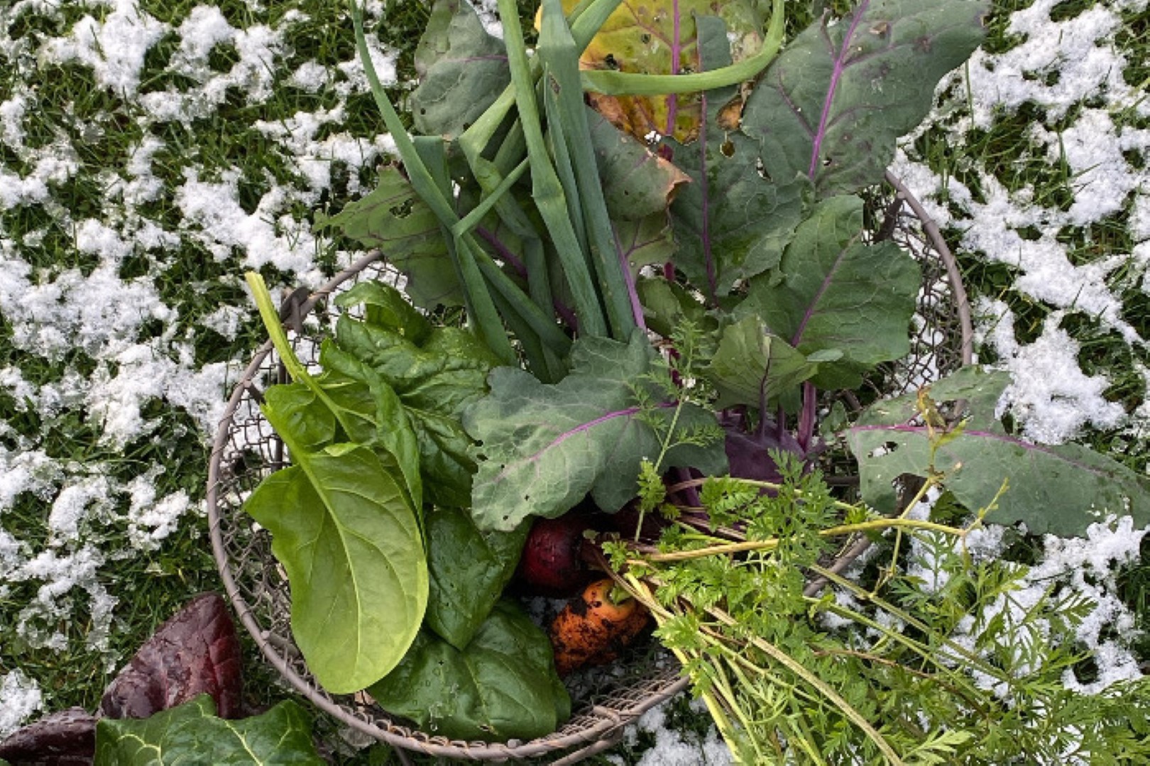 Gemüse im Winterbeet